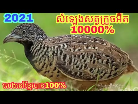 Video Tiếng Chim Cút Mồi Chuẩn Hãy Tải Files MP3 Ngày Để Đi... - youtube