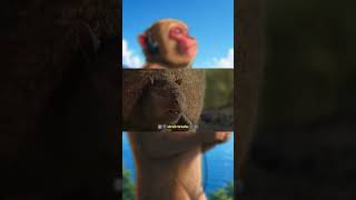 Tê Tê phiên bản PRO MAX | Hầu Ca Discovery #animals #animalworld #thegioidongvat #độngvậtbiển
