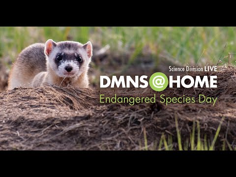 Science Division Live: Endangered Species Day - YouTube