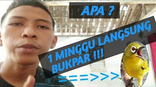 Tips pleci cepat bukpar (buka paruh)
