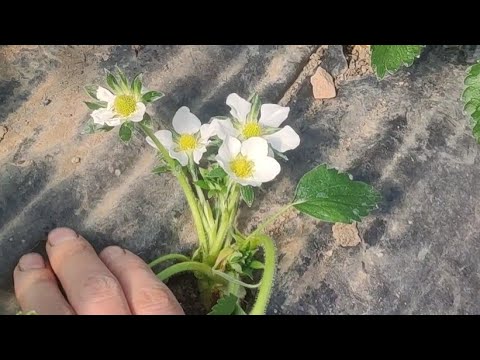 Наши новые сорта