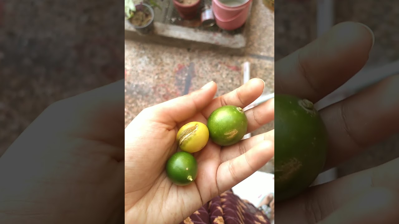 lemon,lemo,  lime 🍋🍋🍋🍋