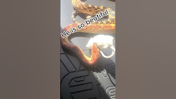 Baja Cape Gopher Snake Feeding