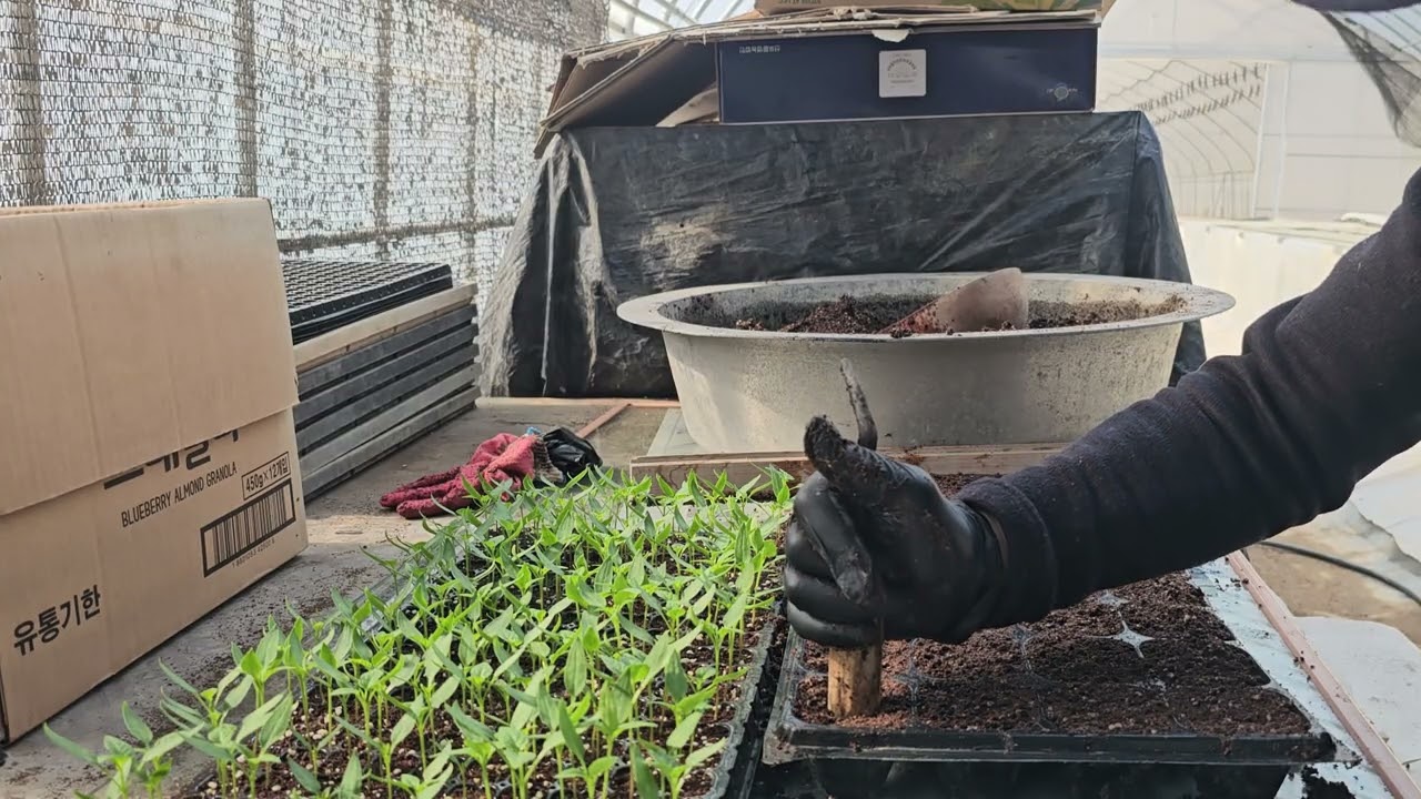 고추 모종 가식/파종 후 1달