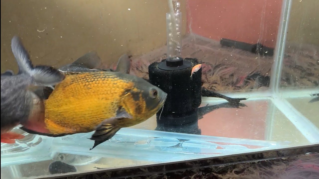 🐠Oscar fish ko fish khiladi 😱 