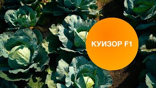 КУИЗОР F1 | Овощная усадьба