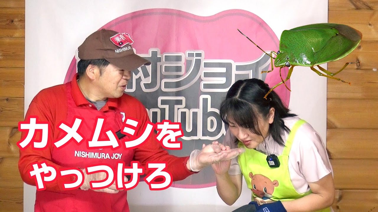 Mass outbreak! Get rid of the stink bugs! - YouTube
