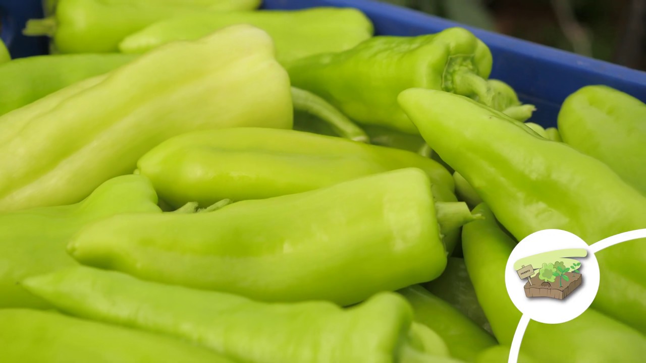 Circular Hotels Project