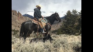 Drifter - Hip #67 - 2nd Video - codyhorsesale.hibid.com - May 4-9, 2020 Online Auction