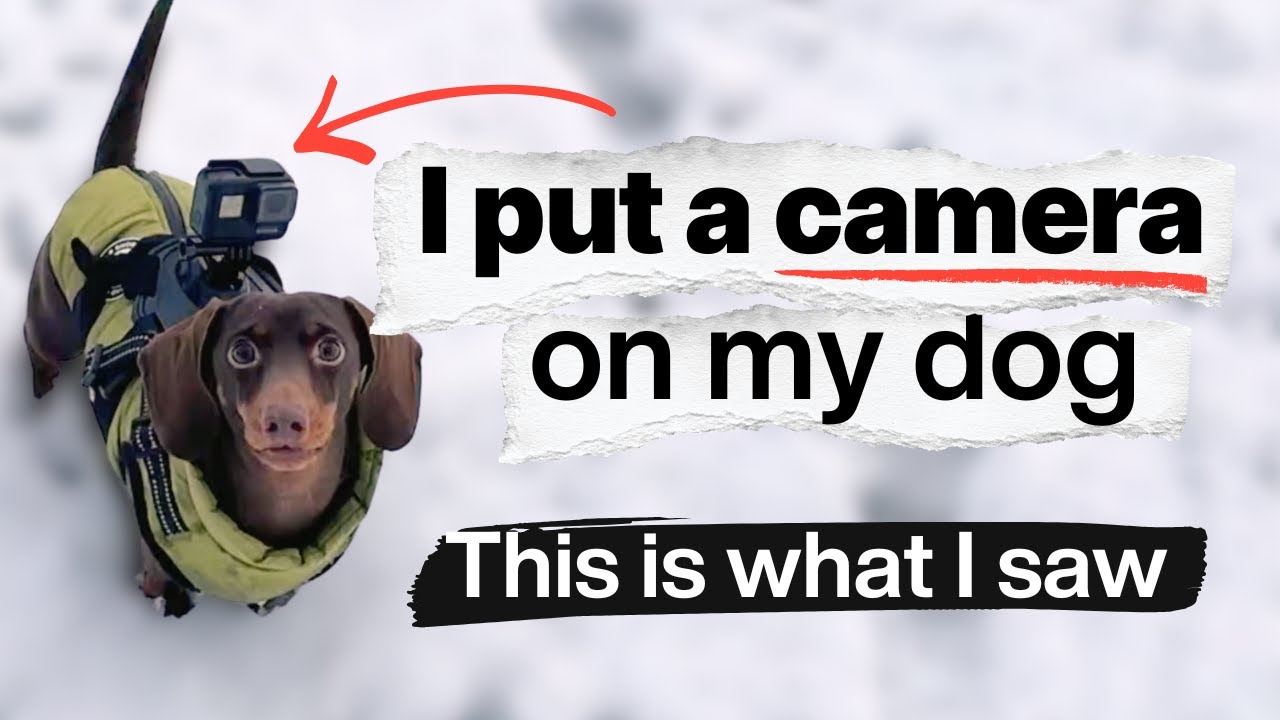 Я прикрепил камеру к своей таксе, и вот что я увидел.