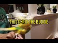 RIO The Budgie flying in slow motion. LOOKS REALLY COOL!!