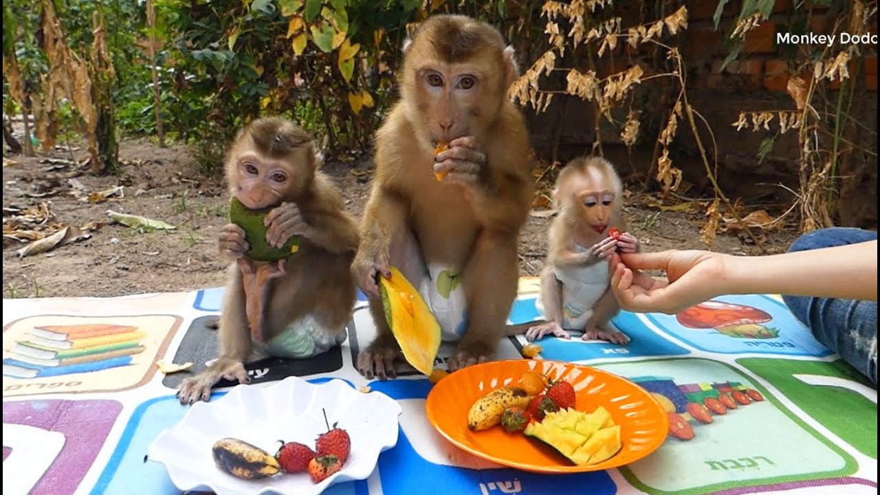 Family Monkey Dodo Have Dinner Together, Cute Monkey Eat Strawberry