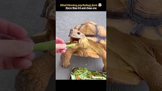 Weird Facts About Tortoise