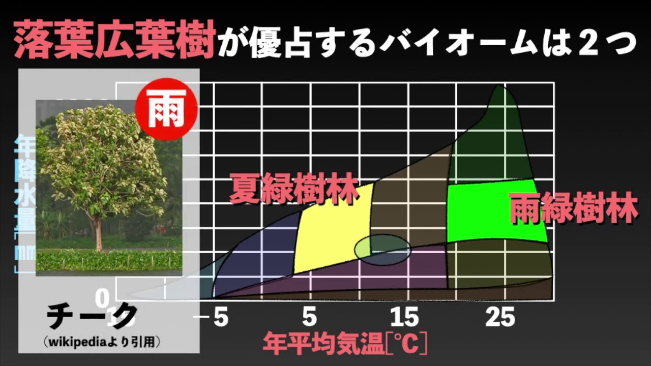 1年生物基礎 第４章 植生の多様性と生態系 椿の生物