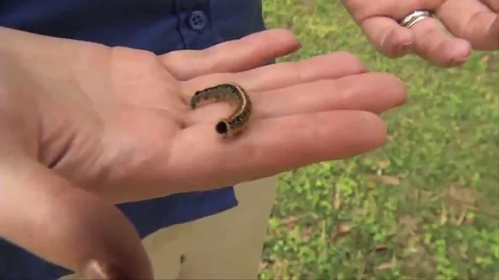 Eastern Tent Caterpillar