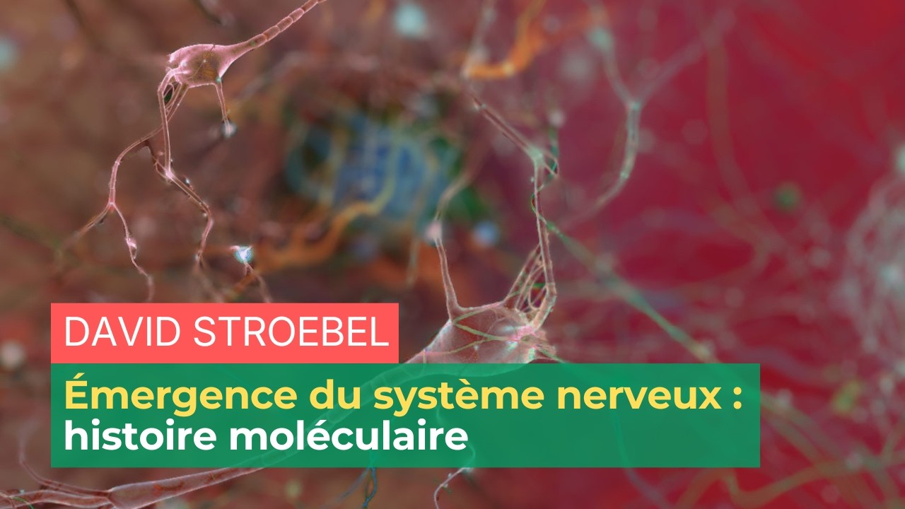 Émergence du système nerveux : histoire moléculaire | ENS-PSL