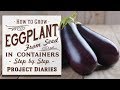 ★ How to: Grow Eggplant aka Aubergine from Seed in Containers (A Complete Step by Step Guide)