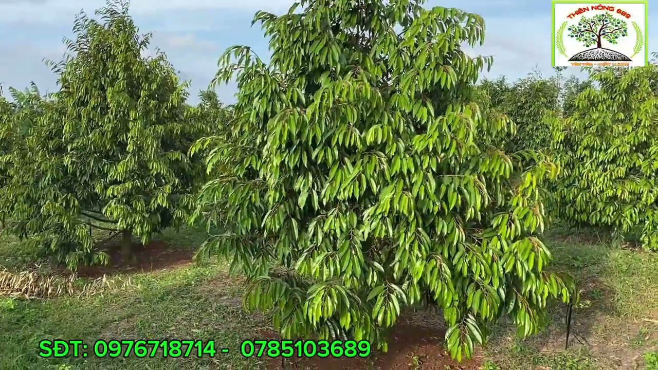 Cây Năm Đầu Tiên Ra Bông Cần ? Lưu Ý Những Gì … Để Cây Khoẻ Mạnh