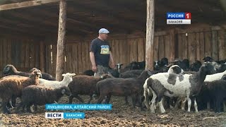 Фермеры из рук в руки передают овец. В чем суть круговорота? 29.06.2016 Фермеры из рук в руки передают овец. В чем суть круговорота? 29.06.2016