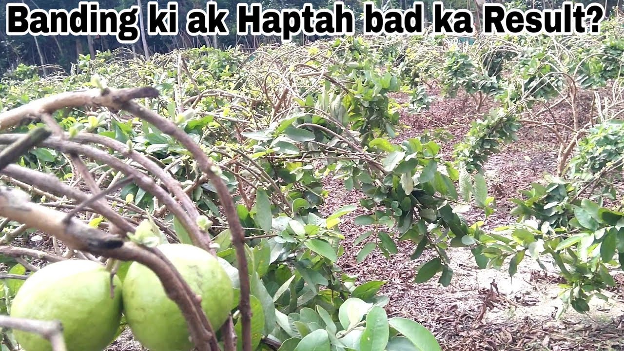Guava Plant Cutting Result after 1 week 