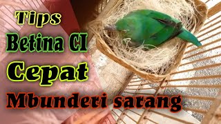 Ternak Burung Cucak ijo Tahap awal betina nata sarang #cucakijo screenshot 5