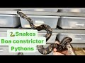 REDTAIL BOA CONSTRICTOR, ANACONDA /   UPDATE:  VPI AZTEC BONDING IS GOING WELL !!!!