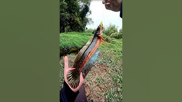 Cá lóc gì vậy #caloc #lure #lurecaloc #fishing #cauca #shorts