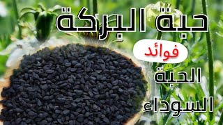 فوائد تناول حبة البركة