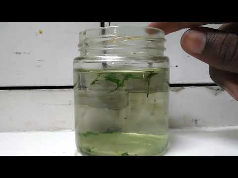 how to cultivate algae at home "very simple"