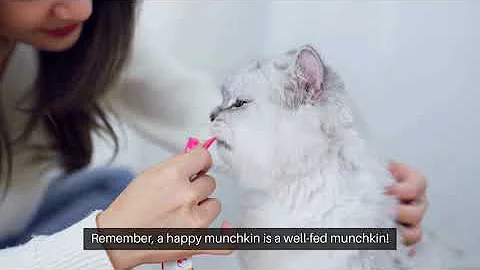 Video 7867431: munchkin cat, cat food review, best cat food, feline, longing