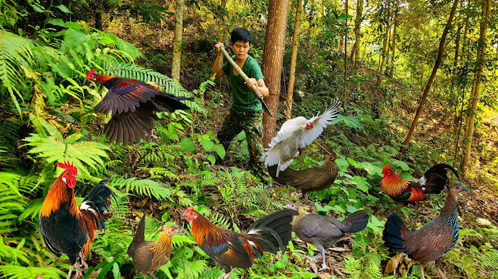 75 days of using survival skills, trapping wild boars, wild chickens, wild fish, survival alone