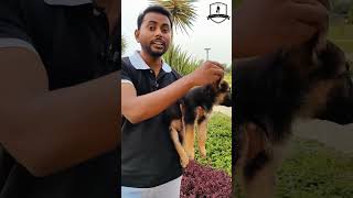 Gsd Dog Purity Check