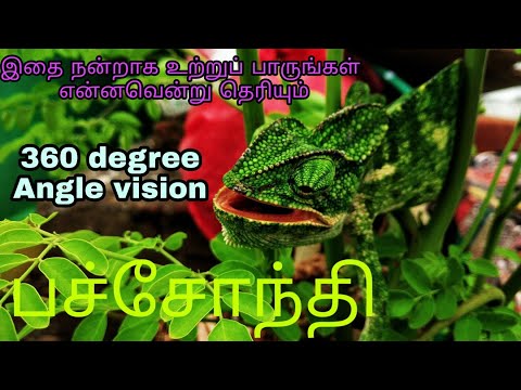 Chameleon changing the colour ( பச்சோந்தி நிறம் மாறும் காட்சி )