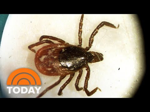 How Soon Could Pfizer’s Lyme Disease Vaccine Be Available?
