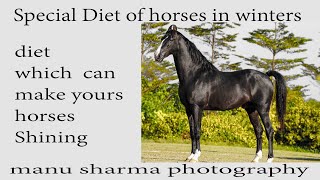 Diet for horses in winters