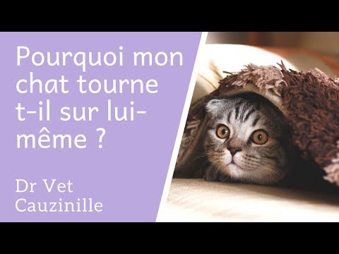 Vidéo: Ouverture Anormale Du Diaphragme Chez Les Chats