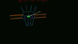 Basic Structure of the Nuclear Pore Complex