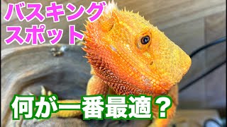 《フトアゴ飼育》バスキングスポットの選び方！