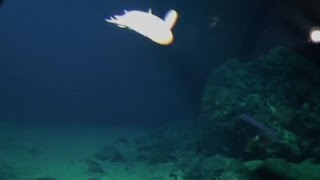 Into the Abyss: Exploring Underwater Volcanoes