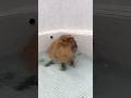 久しぶりにとんちゃんのカピドリルをどうぞ🫨#カピヴィレッジ #カピバラ #capybara #tokyo #animals