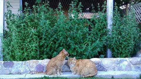 Grow Your Own Organic Catnip Plants