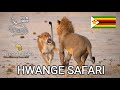 Wildlife Safari Review, Hwange in Zimbabwe, best wildlife in Africa, lions, elephants at waterhole