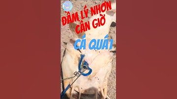 Câu cá | Đầm Lý nhơn _ Cần Giờ | Cá Quát quá to #fishing #fishingvideo #fish #fishinglife #cauca