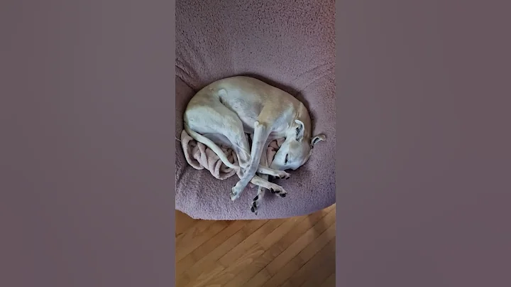 5 Reasons Why The Whippet Is My Spirit Animal #sighthound #whippetpuppy #whippet #dogsofyoutube