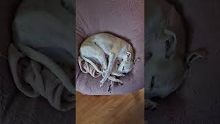 5 Reasons Why The Whippet Is My Spirit Animal #sighthound #whippetpuppy #whippet #dogsofyoutube