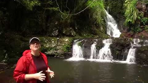 Polarizing filters & the rainforest