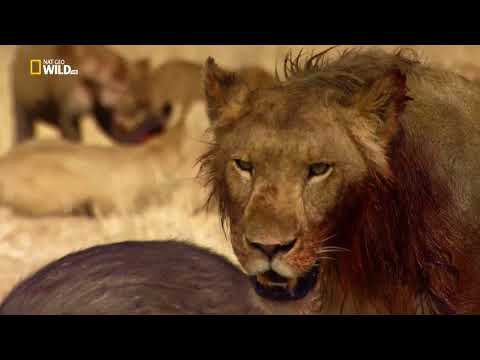 Nat Geo Wild..Душераздирающая Драма,Шок И Слезы.Рискуя Собой,Чтобы Спасти Другую Львицу