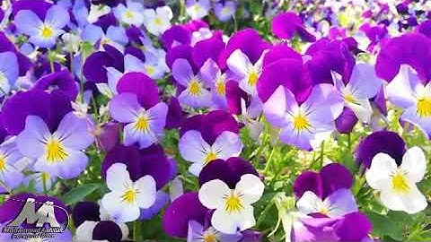 روائع الفجر   سورة الرعد   ش عبد الرشيد صوفي  برواية السوسي    Sh Abd Al rashid sofi   Surat Ar Ra'd