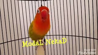 Lovebird Palamas Konslet Ngekek Panjang Pengganti Kusumo