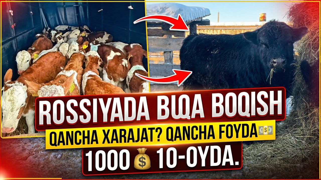 ROSSIYADA BUQA BOQISH,OYIGA QANCHA PUL TOPSA BO’LADI,XARAJATLAR QANDAY